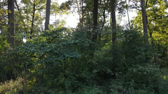 Slow Motion View of Green Forest By Day