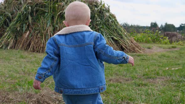 Back View of Baby Walking in the Pumpkin Patch Among Corn Maze and Wooden Boxes with Pumpkins