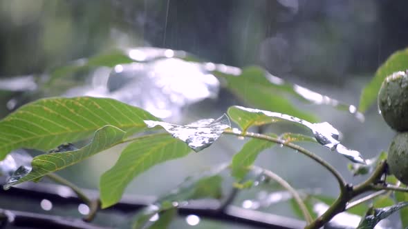 Heavy Rain Shower Downpour Cloudburst Rainfall Comes in the Daytime