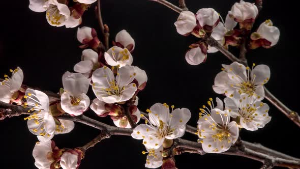 White Flowers Bloom on a Tree Branch