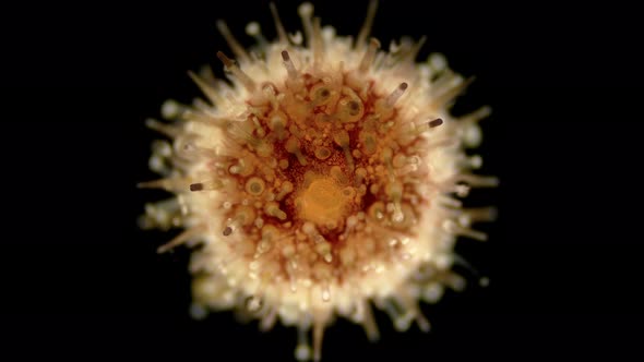 Sea Urchin Echinoidea, Under a Microscope, Type Echinodermata