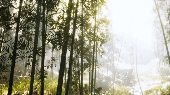 Sunshine in the Morning Mist Bamboo Forest