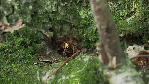 European Hornet or Vespa Crabro Is Flying Away of Mossy Stone.