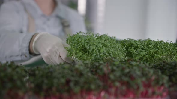 Modern Greenhouse Female Farmer Hands Puts Container with Micro Green Sprouts From Shelf of Rack