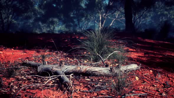 Dirt Track Through Angophora and Eucalyptus Forest