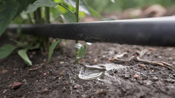 Water drip Irrigation system In an agriculture field. Slow-Motion