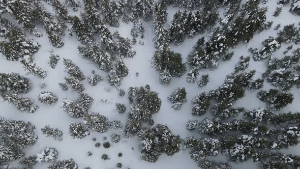 Aerial Snowy Forest