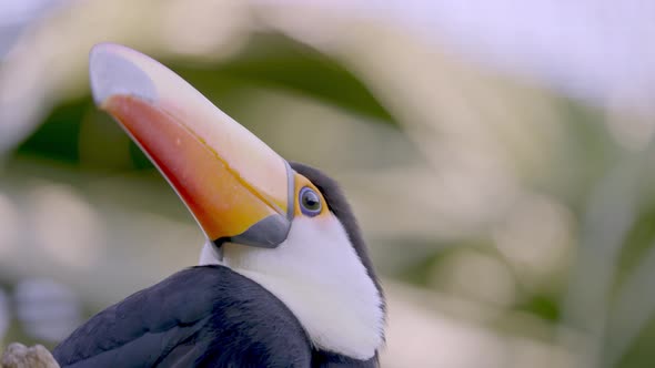 Close Up of a Ramphastos Toco Bird with its Beautiful Long Orange Beak with a Forest Background.