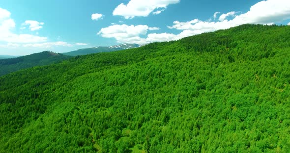 Drone Mountain Forest. Summer Ukrainian Carpathians. Alps Daylight Mountain Landscape.