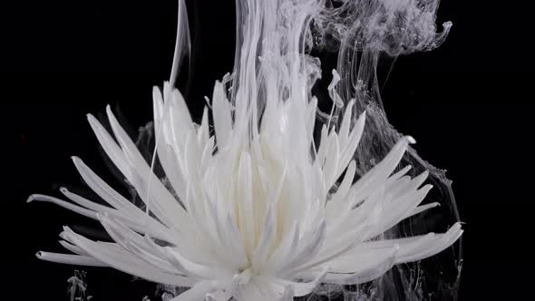 Living White Chrysanthemum Flower in Streams of Watersoluble Paint