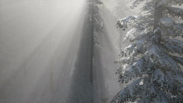 Misty Fog in Pine Forest on Mountain Slopes