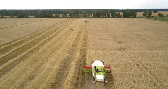 Panoramic View Bird Flies Above Machine Cutting Off Crop