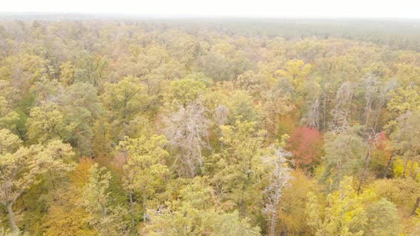 Trees in the Forest on an Autumn Day