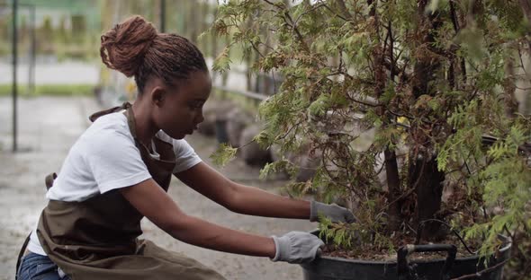 African American Gardener Weeding Plant