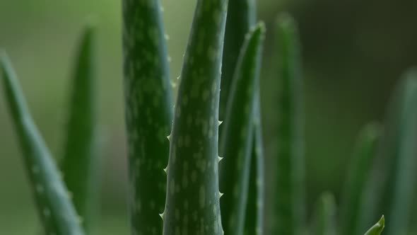 Aloe Vera Plant 12