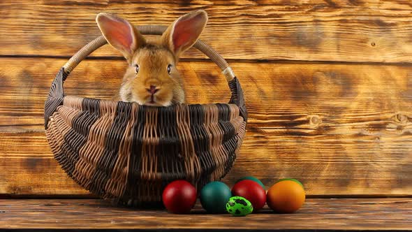 Little Brown Fluffy Cute Rabbit Sits in a Wicker Basket with Multicolored Assorted Easter Eggs