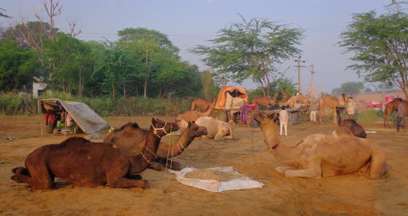 Camels at Pushkar Mela Camel Fair Festival in Field Eating Chewing at Sunrise. Pushkar, Rajasthan