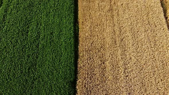 Aerial Drone View Border Between Yellow Wheat Field and Green Agricultural Field