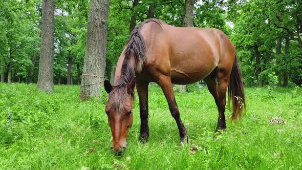 Brown horse grazing eating grass