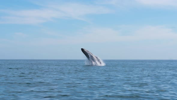 Big Humpback Whale jump out of water in the middle of the ocean and making a big splash wave, slow m