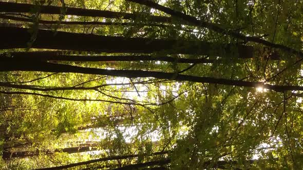 Vertical Video of Forest Landscape in Autumn Slow Motion