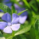 Periwinkle Blue Flowers  Blossom - VideoHive Item for Sale