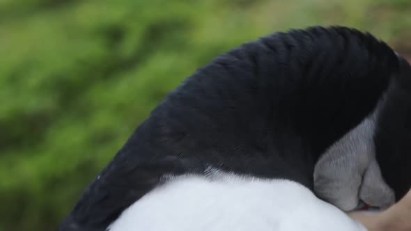 Close up of an Atlantic Puffin head looking around, on Skomer Island coastline, Wales