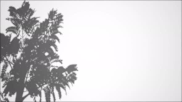 Leaves Tree Branch Falling on White Wall Nature Background Transparent Blurry Shadow of Tropical