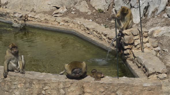 Barbary macaque monkey troop chilling by fountain well in Gibraltar.