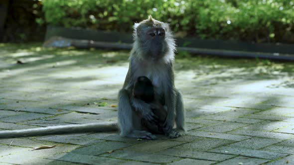Long tailed macaque, mother and babe, Macritchie reservoir singapore