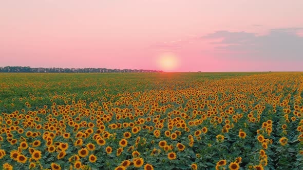 Field of Flowering Sunflower Flowers