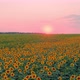 Field of Flowering Sunflower Flowers - VideoHive Item for Sale