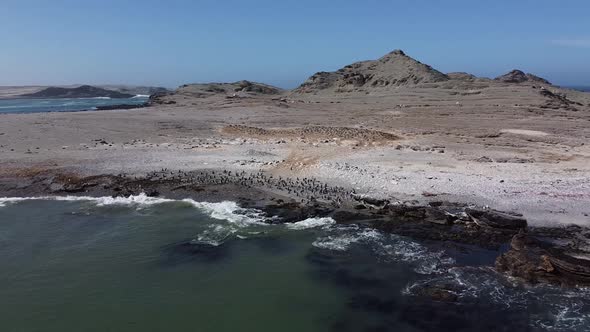 Massive colony of penguins on the beach near the wavy Atlantic ocean