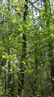 Vertical Video of Green Forest During the Day