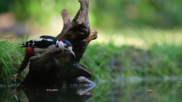 Great spotted woodpecker on tree stump takes gulps of water; wild nature