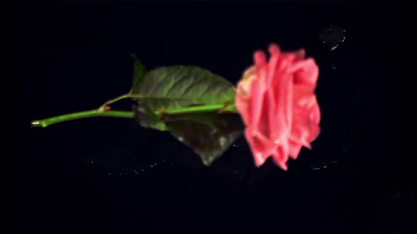 Super Slow Motion One Flower Rose Falls on the Table