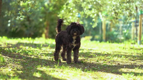 A little baby dog puppy is playing and nibbling in a sunny garden with green grass and trees. Happy