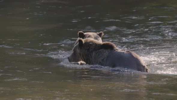 Two Grizzly Bears Fight in River