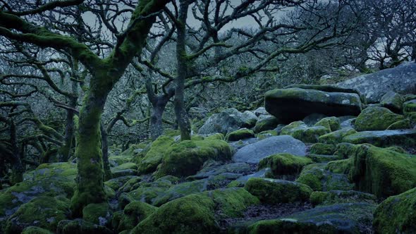 Ancient Woodland With Moss Covered Stones And Gnarled Trees