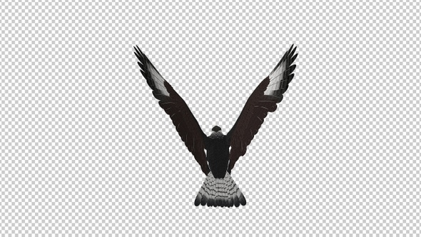 Caracara Hawk - 4K Flying Loop - Back View alt