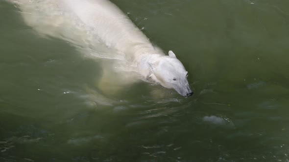 Polar bear bathing and playing in the water pool, Ursus maritimus