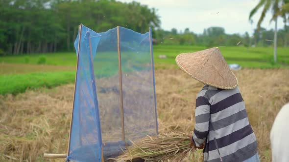 Farmers Separate Rice Grains From Stalks. Rice Harvesting. Slowmotion Video