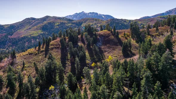 Flying towards over hilltop of pine trees in the Fall