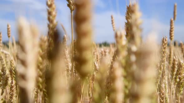 Close-up view of wheat on agriculture field