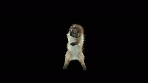 Cat Dancing 4K