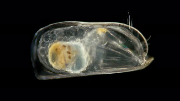 Ostracode Halocyprida Under the Microscope, Phylum: Arthropoda, Subclass: Myodocopa