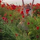 Happy girl in a field of blooming red poppies. Leisure in nature. - VideoHive Item for Sale