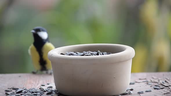 Birds Peck Seeds in the Feeder