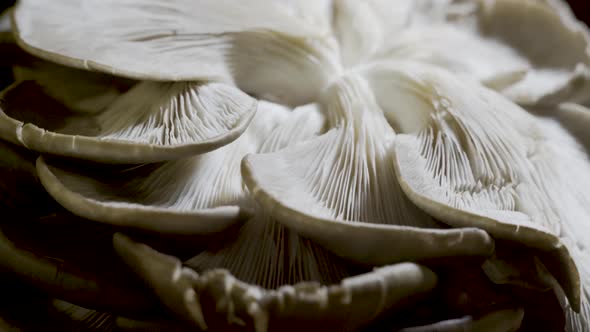 Extremely tight shot of fresh oyster mushrooms upside down so you can see the lung like look of the