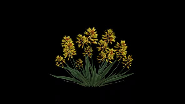 Aloe Flowers Growing